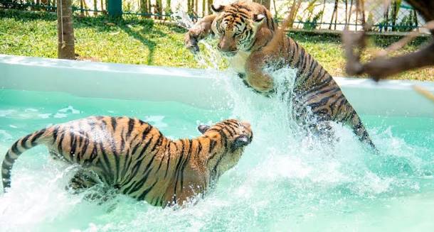 Pattaya & Bangkok Tour Package – 5 Nights / 6 Days